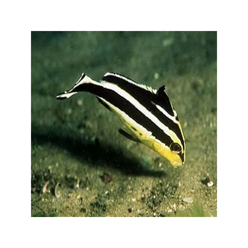 Plectorhinchus Diagrammus M 4 7cm