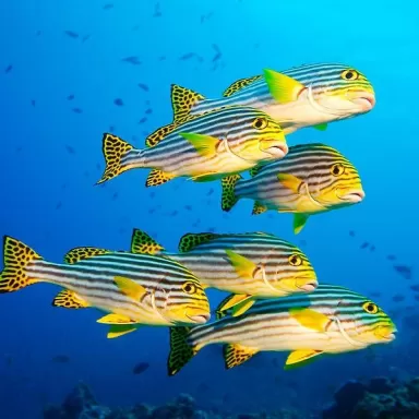 Plectorhinchus Orientalis M 4 7cm