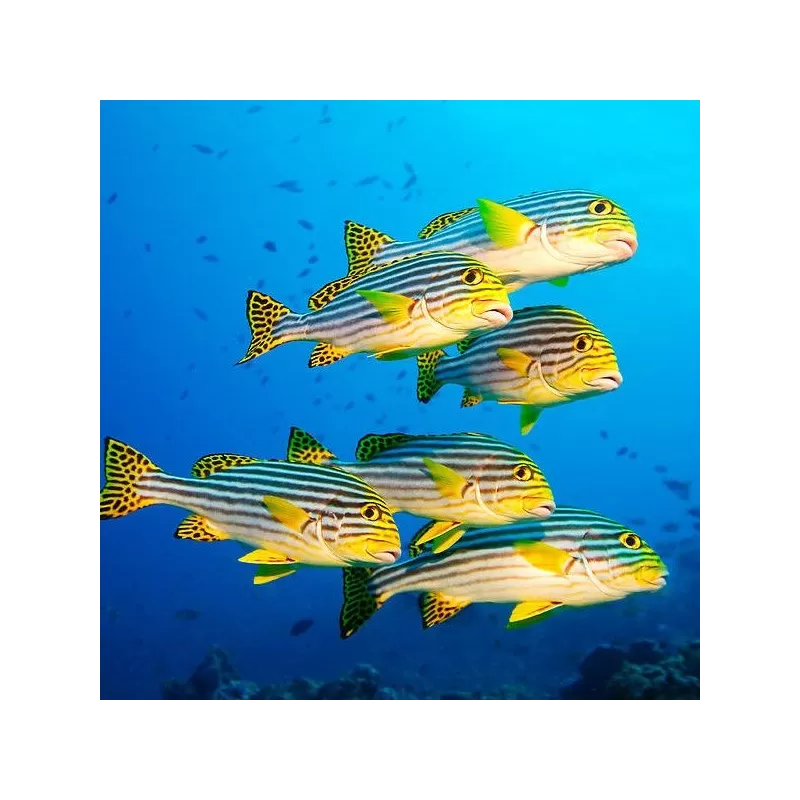 Plectorhinchus Orientalis M 4 7cm