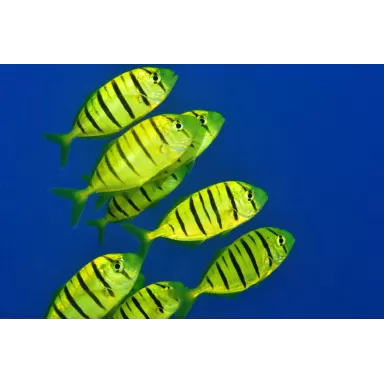 Gnathanodon Speciosus S 5cm