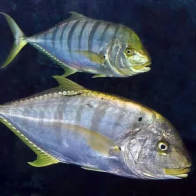 Gnathanodon Speciosus S 5cm