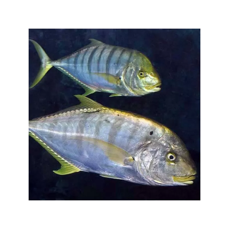 Gnathanodon Speciosus S 5cm