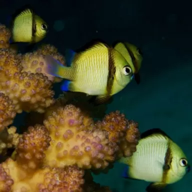 dascyllus reticulatus