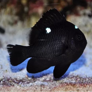 Dascyllus Trimaculatus