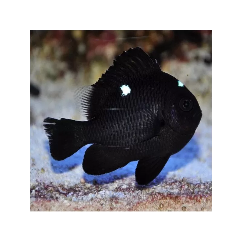 Dascyllus Trimaculatus