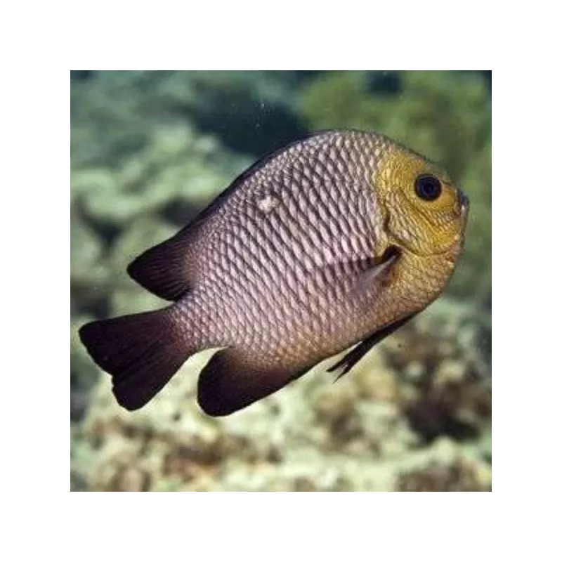 Dascyllus Trimaculatus