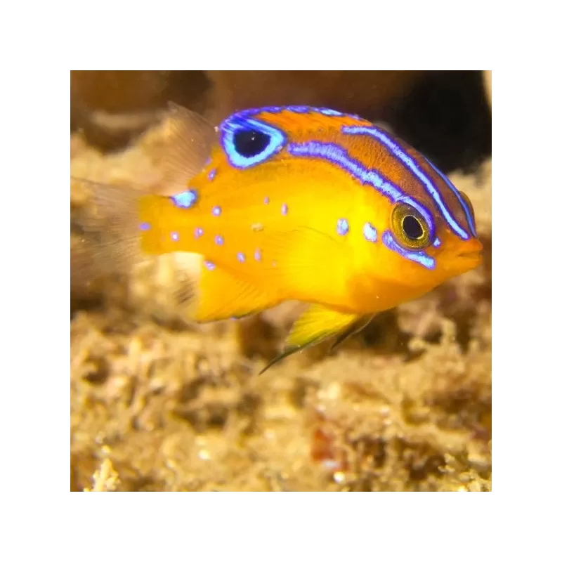 Pomacentrus Bankanensis