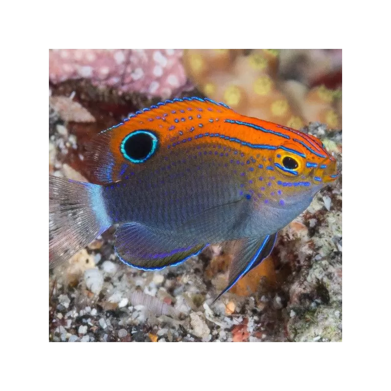 Pomacentrus Bankanensis