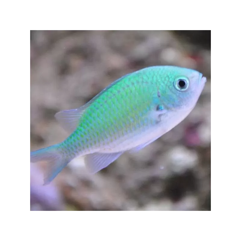 Chromis Viridis