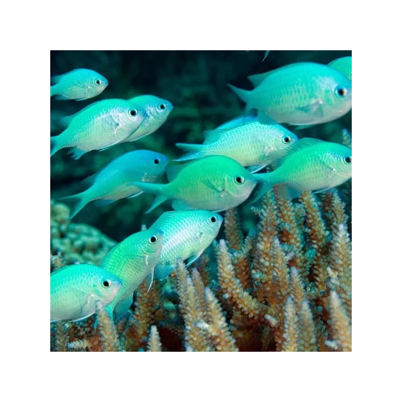 Chromis Viridis