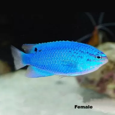 Chrysiptera Cyanea orange tail