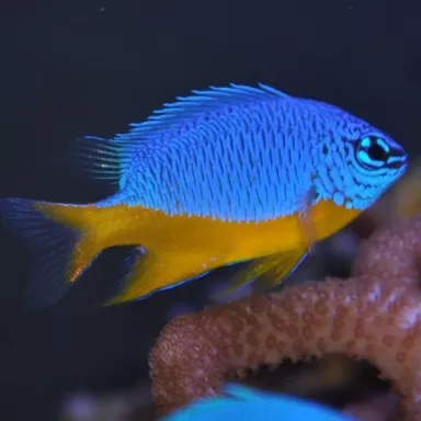 Chrysiptera Hemicyanea