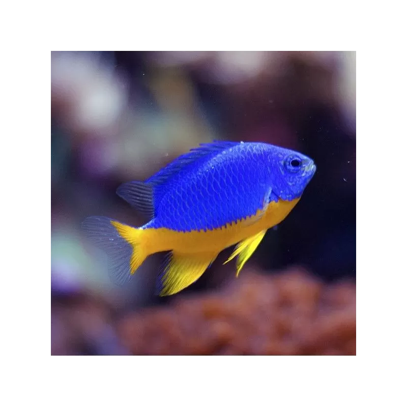 Chrysiptera Hemicyanea