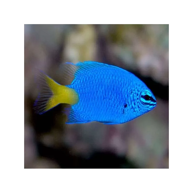 chrysiptera parasema