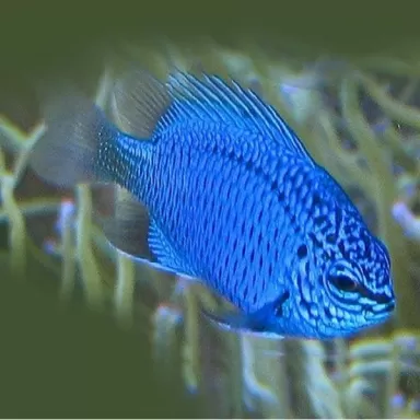 chrysiptora springeri