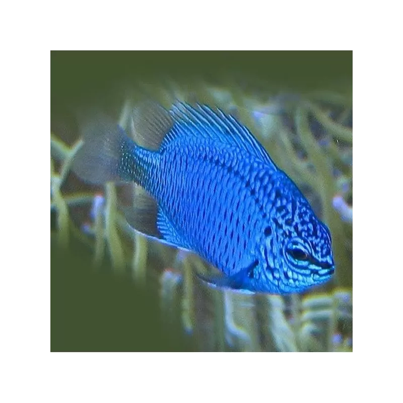 chrysiptora springeri