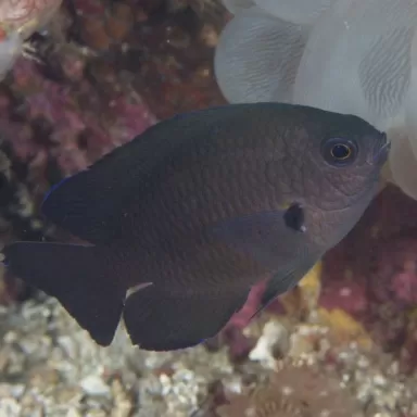 neoglyphidodon crossi