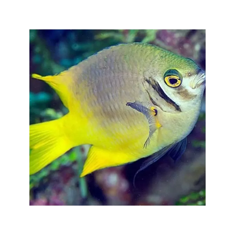 Neoglyphidodon Nigroris