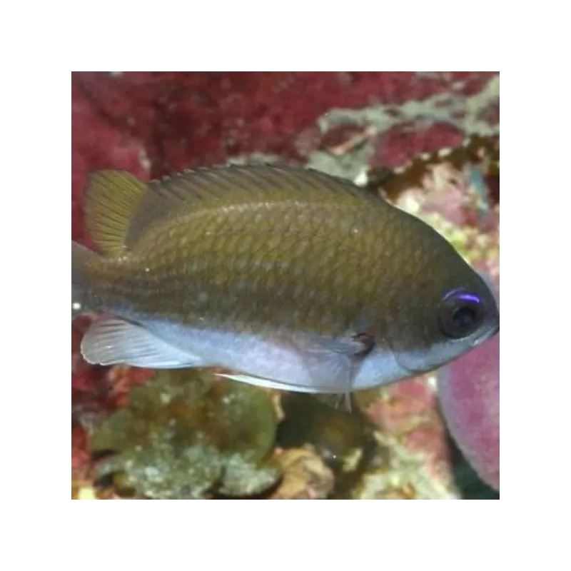 Chromis Insolata