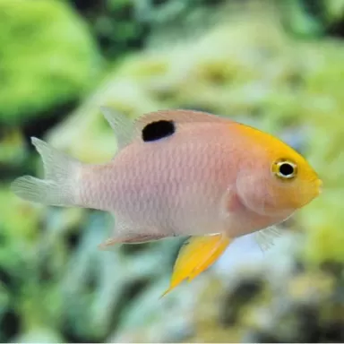 chrysiptera talbotti