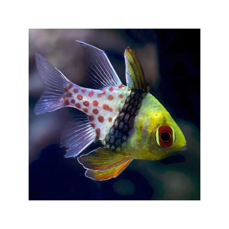 Sphaeramia Nematoptera