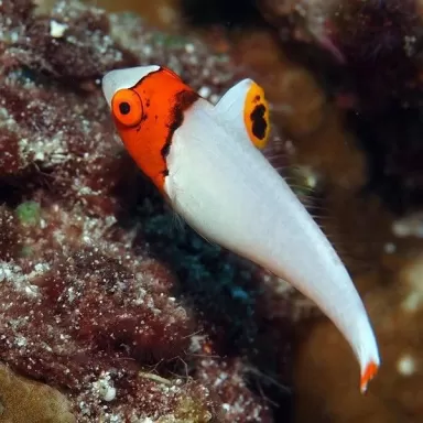 cetoscarus bicolor M