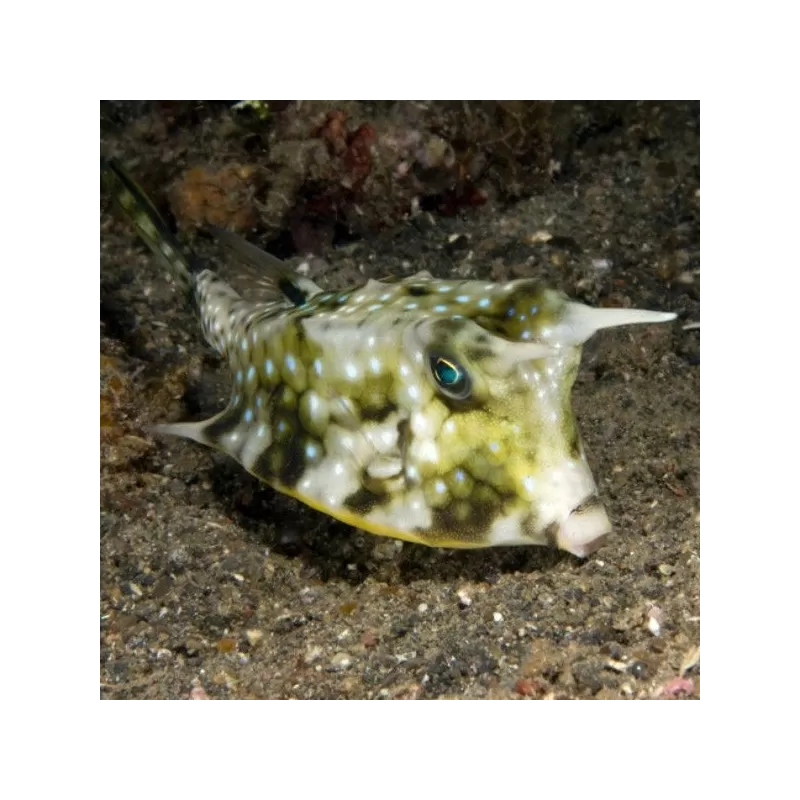 Lactoria Cornuta S 3 6cm