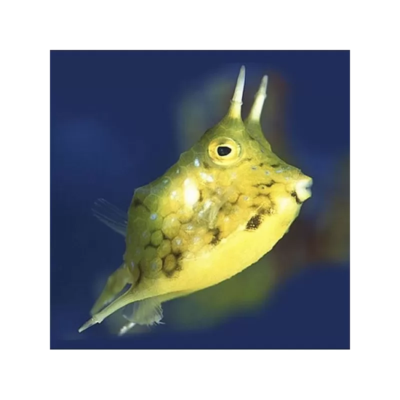 Lactoria Cornuta S 3 6cm