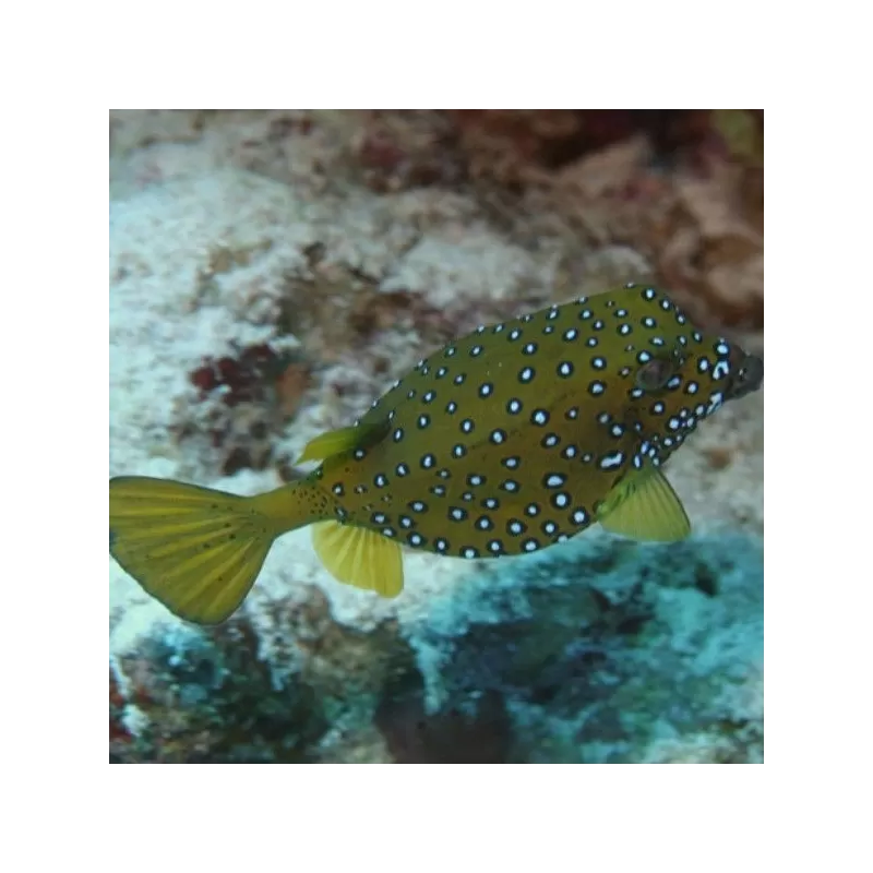 Ostracion Cubicus M 3 5cm