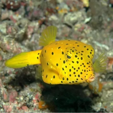 Ostracion Cubicus M 3 5cm