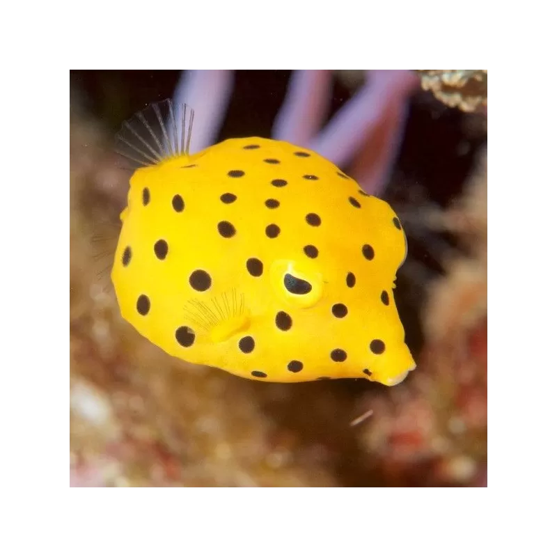 ostracion cubicus L 5 8cm