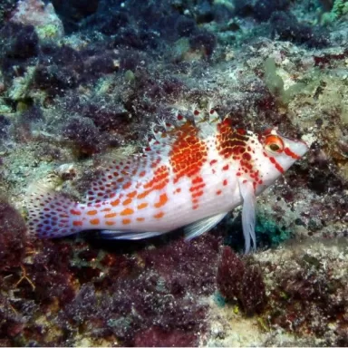 Cirrhitichthys Falco