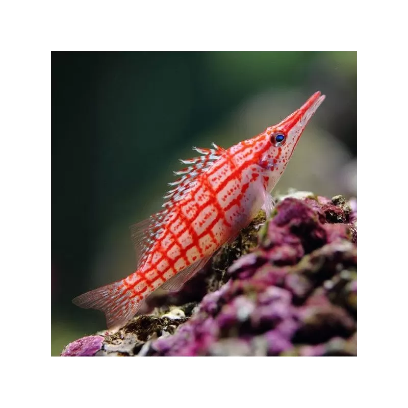 Oxycirrhites Typus M