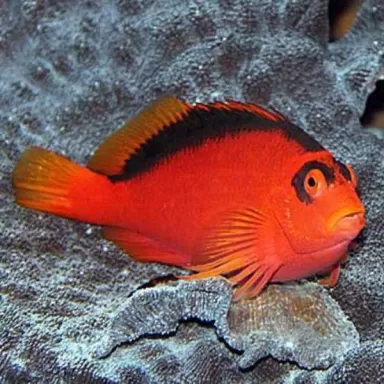 neocirrhites armatus