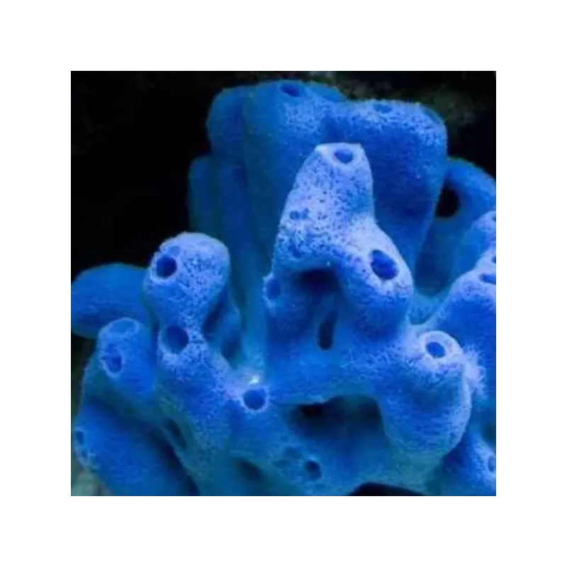 Haliclona Sponge Blue M size