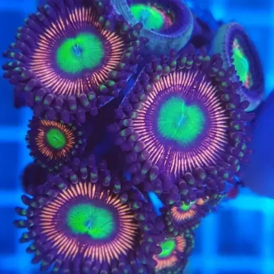 Zoanthus Lord of the Rings S size