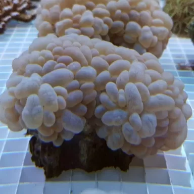 Plerogyra Sinuosa S-size