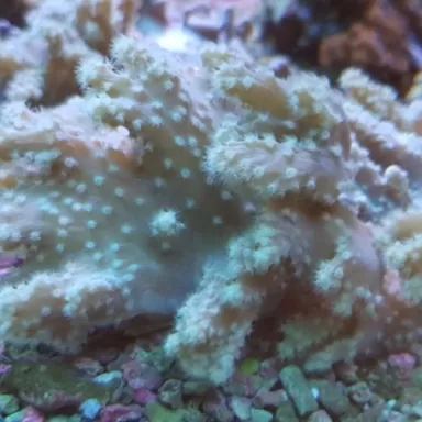 Sinularia Brassica (M)