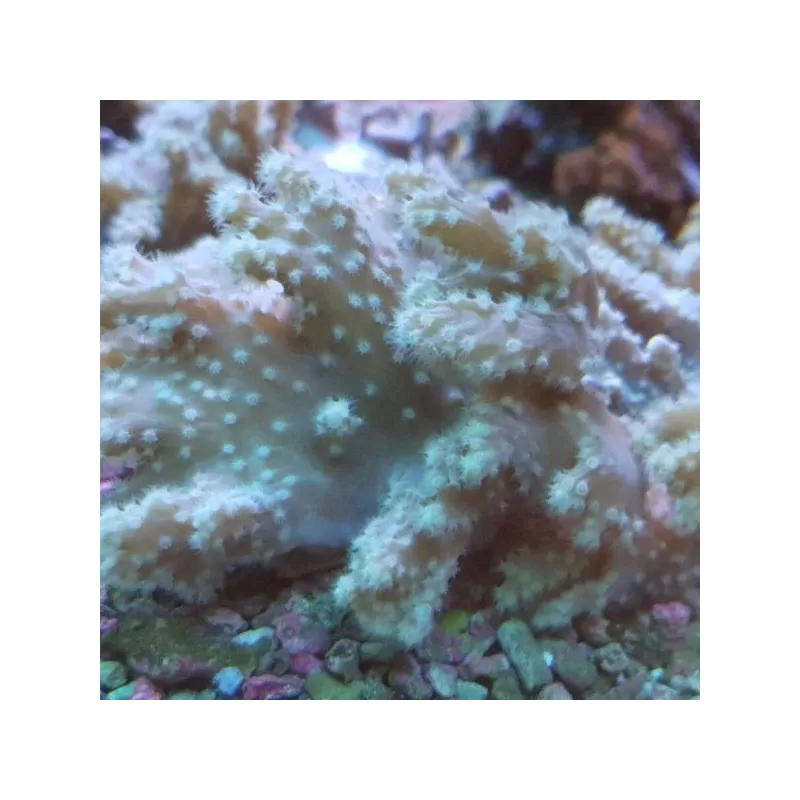 Sinularia Brassica (M)