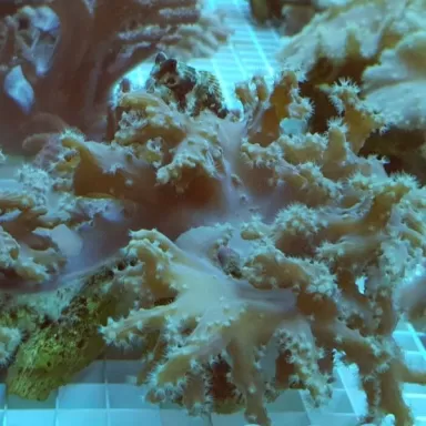 Sinularia Brassica (M)