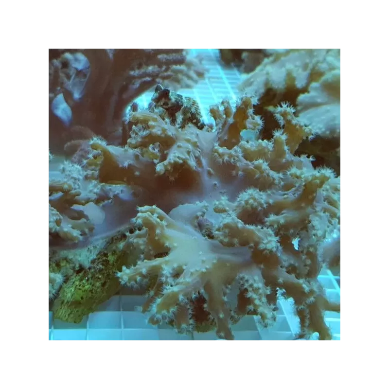 Sinularia Brassica (M)