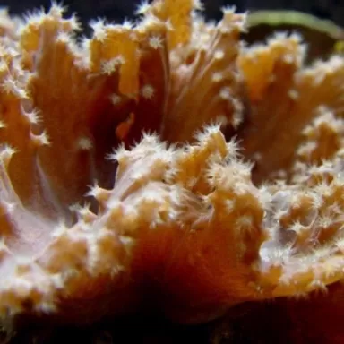 Sinularia Brassica (L) Singapore