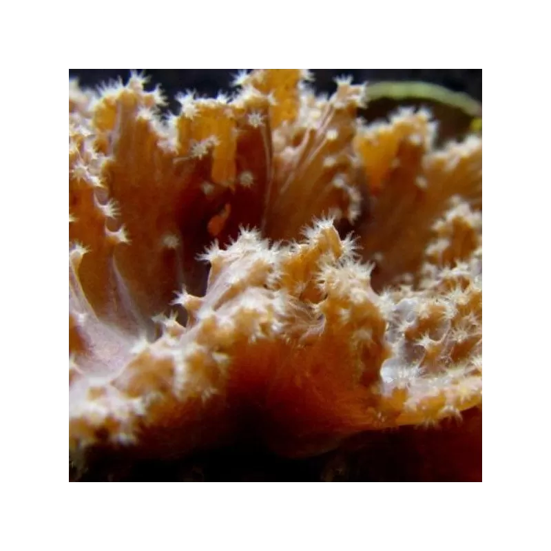 Sinularia Brassica (L) Singapore