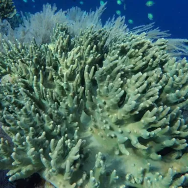 Sinularia Polydactyle Singapore (L)