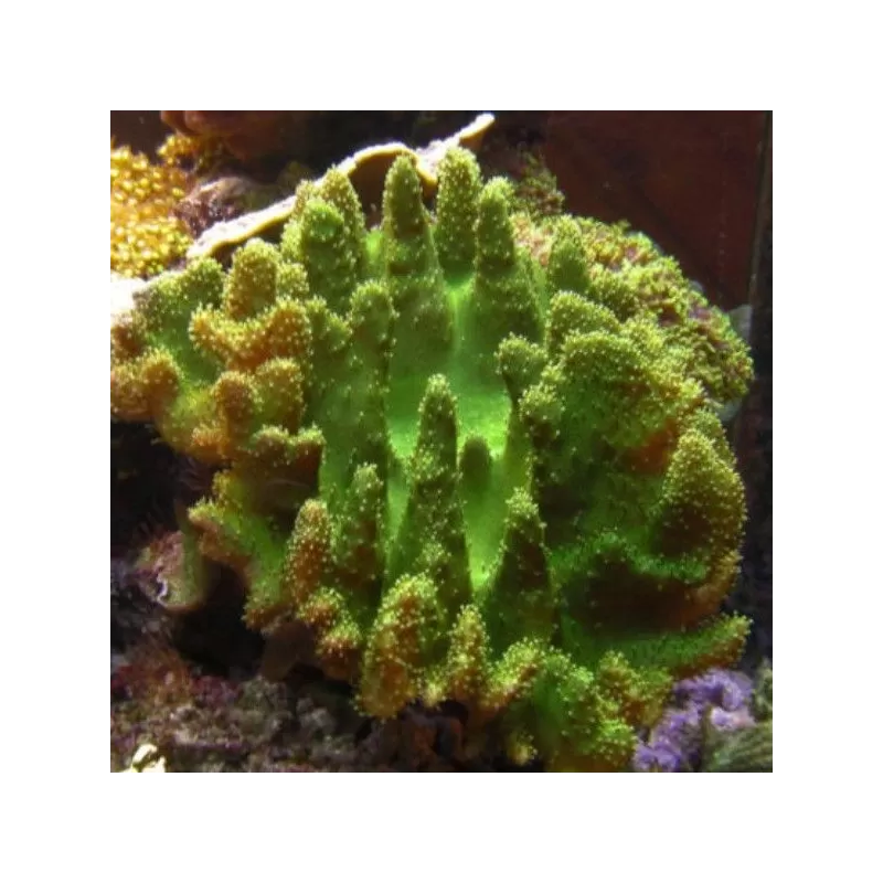 Lobophytum sp (double) L-size Bali