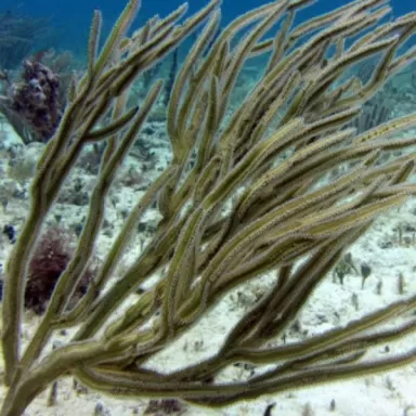Pterogorgia Anceps Purple Ribbon Gorgonia