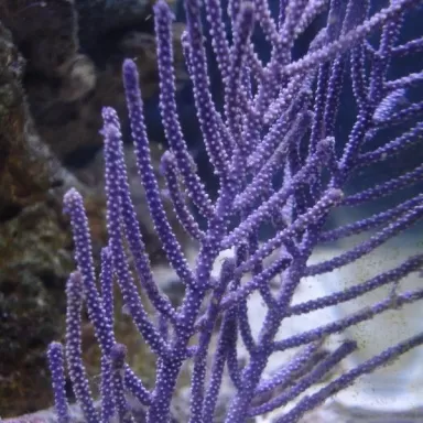 Pseudopterogorgia sp Purple Willow Gorgonia