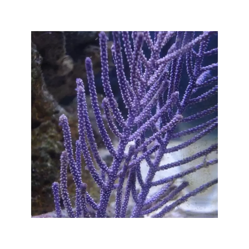 Pseudopterogorgia sp Purple Willow Gorgonia