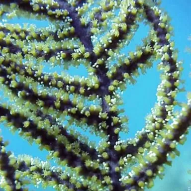 Pseudopterogorgia Elisabethae Purple Frilly Gorgonia