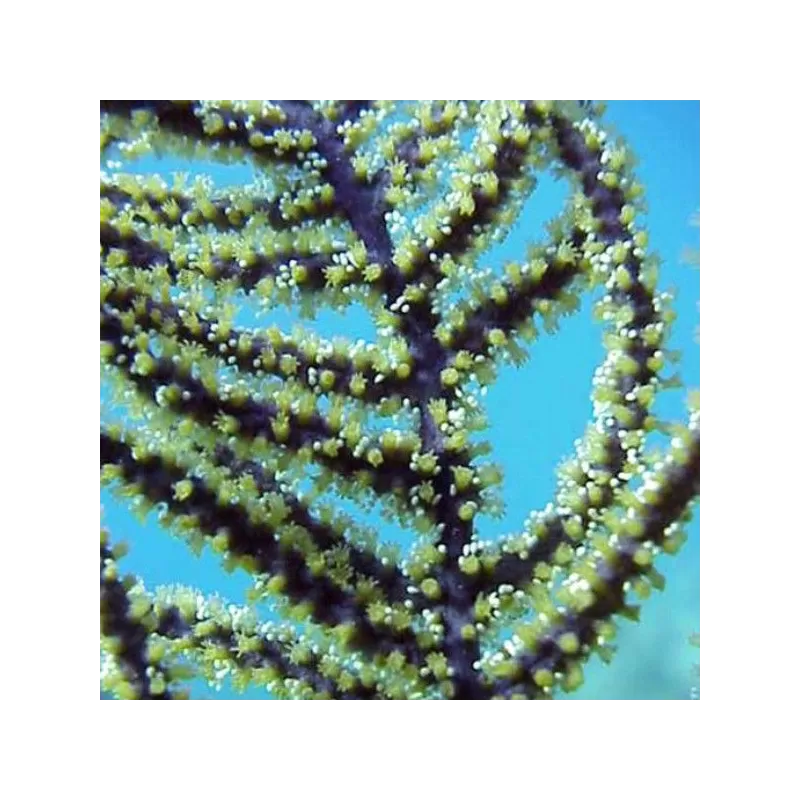 Pseudopterogorgia Elisabethae Purple Frilly Gorgonia